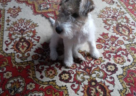 Vand catel catelusi mascul Fox Terrier