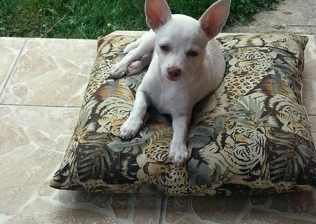 vand catel chihuahua