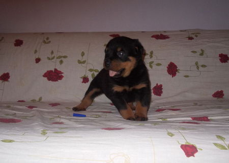 vand catel rottweiler