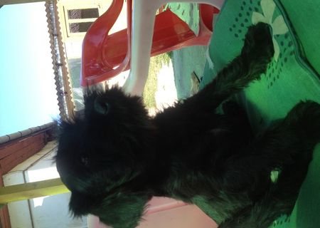 Vand catel schnauzer pitic Vand catel schnauzer pitic