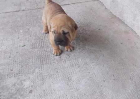 vand catel shar-pei