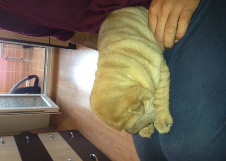 Vand catel shar-pei