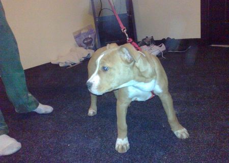 Vand catelusa amstaff!!
