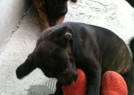 vand catelusa cane corso