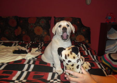 Vand catelusa Labrador