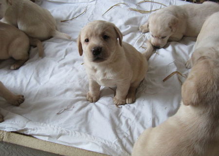 Vand cateluse Labrador Retriever aurii