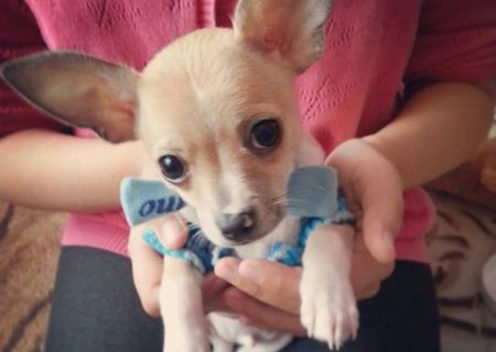 Vand Chihuahua
