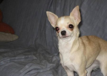 vand chihuahua