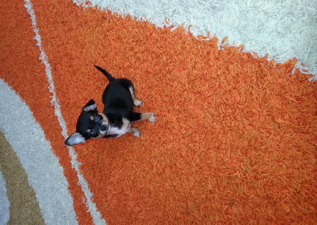 vand chihuahua mini toy , superb vand chihuahua mini toy , superb