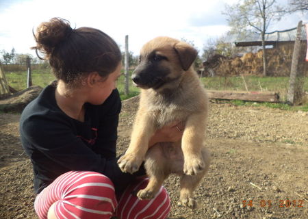 vand ciobanesc belgian malinois