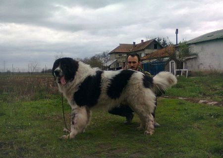 Vand ciobanesc de bucovina
