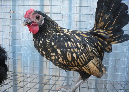 vand cocosel rasa sebright
