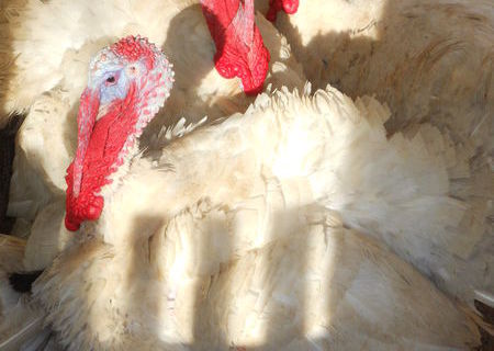 VAND CURCANI RASA MARE(CRESCUTI ECO)PT.CRACIUN.18 RON/KG.