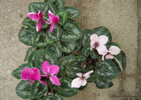 Vand Cyclamen.