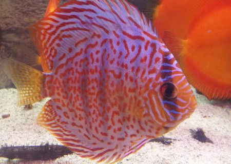 vand discus leopard