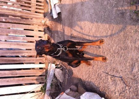 vand doberman "exlusiv pt paza" vand doberman "exlusiv pt paza"