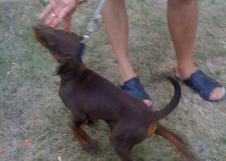 vand dobermann