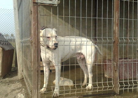 vand dog argentinian