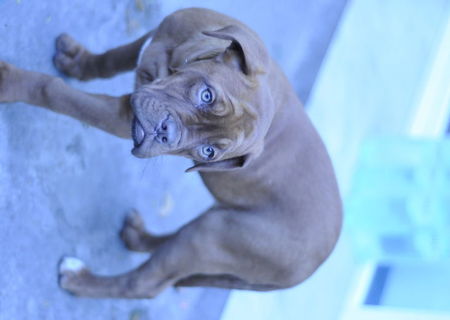 Vand Dog de Bordeaux