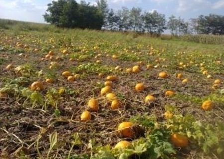 VAND DOVLECI ROTUNZI SI MATILDA