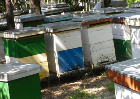 Vand familii de albine