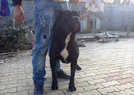 VAND FEMELA CANE CORSO