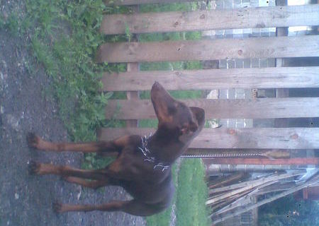 vand femela doberman