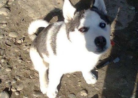 Vand femela Husky 5 luni