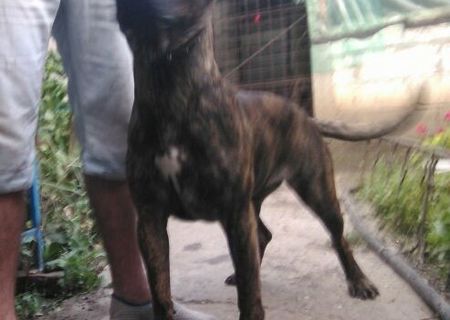 Vand femela Presa/Dogo Canario cu Pedigree