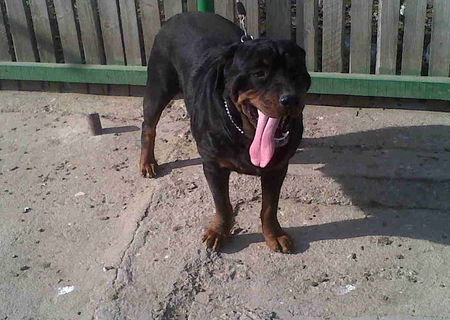 vand femela rottweiler