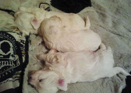 Vand fetita Bichon Maltez