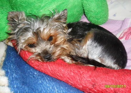 Vand fetita Yorkshire Terrier Toy