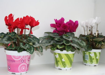 Vand flori Cyclamen mixt in ghiveci colorat de 14cm