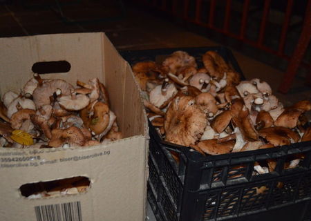 Vand ghebe (Armillaria mellea)