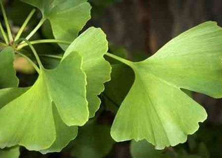 Vand Ginkgo Biloba