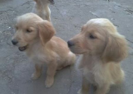 vand golden retriever