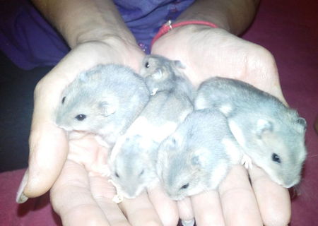 Vand hamsteri chinezesti pitici 3 saptamani Vand hamsteri chinezesti pitici 3 saptamani