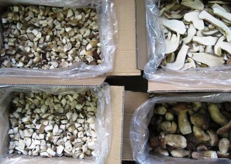 Vand Hribi, Funghi porcine