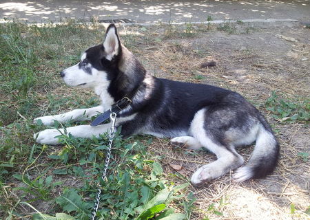 Vand Husky Siberian