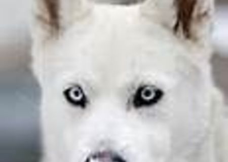Vand husky URGENT