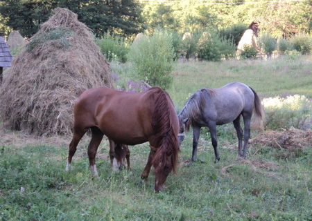 vand iapa si manza