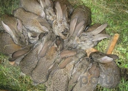 vand iepuri urias belgian la o luna urgent!!