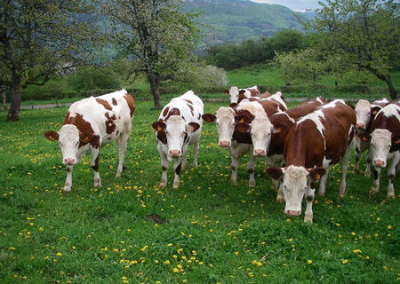 vand  junici  gestante  sau  negstante  ,rasa montbeliard