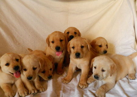vand Labrador golden retriever catei 5 sapt. vand Labrador golden retriever catei 5 sapt.