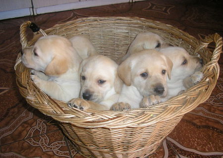 Vand Labrador Retriever