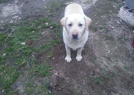 Vand Labrador Retriver