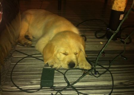 Vand Labrador Retriver Golden