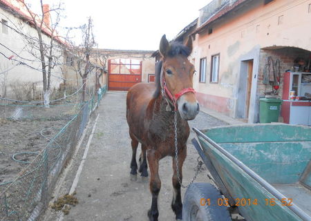 VAND MANZ(ARMASAR)