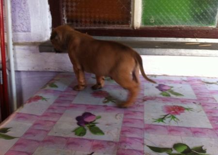 Vand mascul amstaff