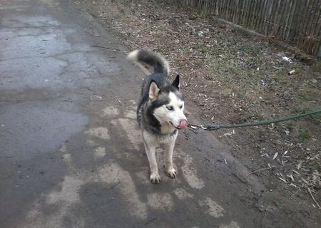 Vand Mascul Husky siberian